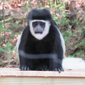 11-month-old Colobus Monkey Viazi - 5/23/23