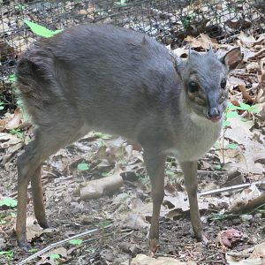 Blue Duiker LJ - 5/23/23