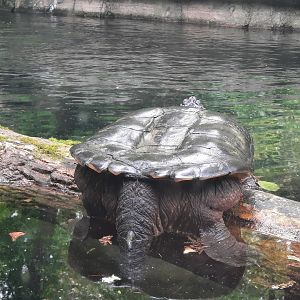 Snapping Turtle