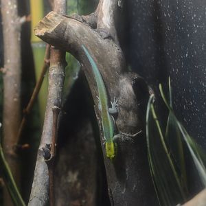 Aquarium and Reptile Conservation Center - Yellow-headed Day Gecko (Phelsuma klemmeri)