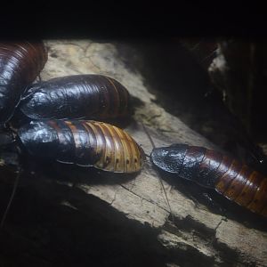 Aquarium and Reptile Conservation Center - Madagascar Hissing Cockroach (Gromphadorhina portentosa)