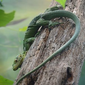 Aquarium and Reptile Conservation Center - Green Tree Monitor (Varanus prasinus)