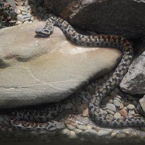 Aquarium and Reptile Conservation Center - Ocellated Mountain Viper (Montivipera wagneri)