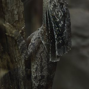Aquarium and Reptile Conservation Center - Frilled Lizard (Chlamydosaurus kingii)