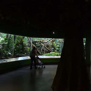 Aquarium and Reptile Conservation Center - Tropical Forest Exhibits