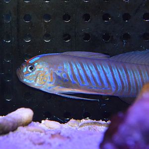 Blue-barred ribbon goby (Oxymetopon cyanoctenosum)