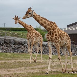 Kordofan giraffe
