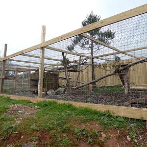 Honey badger outdoor enclosure
