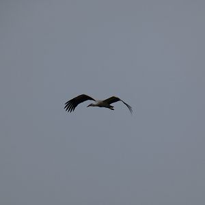White stork