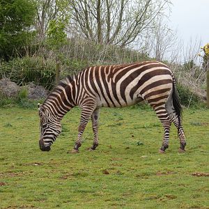 Grant's zebra