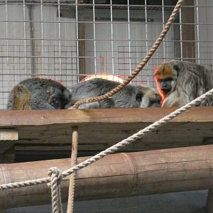 Hybrid lemur and howler monkeys