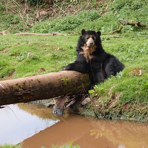 Spectacled bear by water