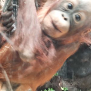 Zaki hogging the attention