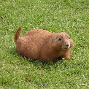 Black-tailed prarie dog