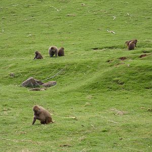 Hamadryas baboons grazing