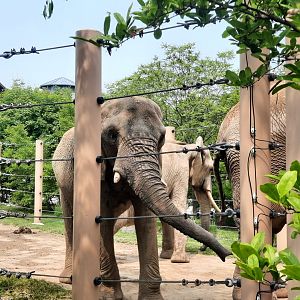 Lined up and ready to cross