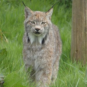 Canadian lynx portrait