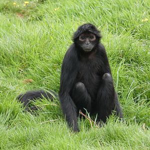 Colombian black spider monkey