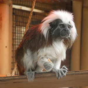 Cotton-top tamarin