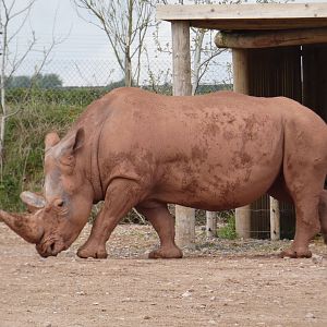 Southern white rhinoceros bull