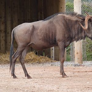 Blue wildebeest