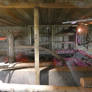 Honey badger indoor enclosure (2)