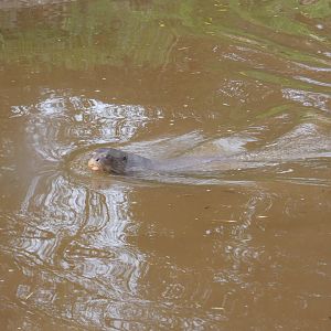 Giant otter