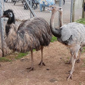 Emu and Rhea