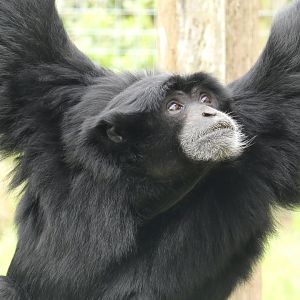 Siamang