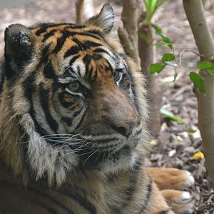 Sumatran tiger