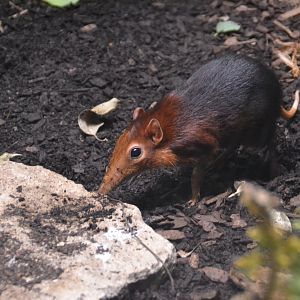 Black-and-rufous sengi