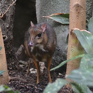 Javan chevrotain