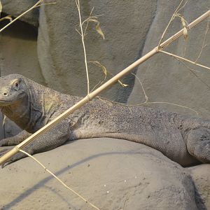 Komodo dragon