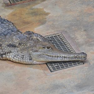 Johnston's river crocodile