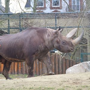 South African central black rhinoceros
