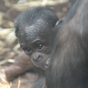 Young bonobo