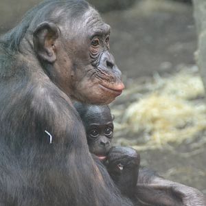 Bonobo and offspring