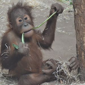 Sumatran orangutan youngster