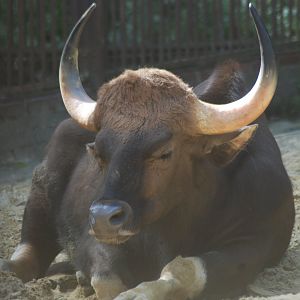 Indian gaur