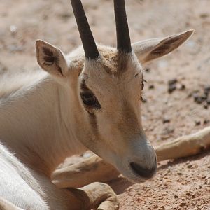 Arabian oryx calf
