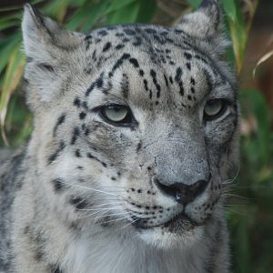 Snow leopard