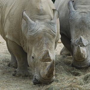 Southern white rhinoceros duo