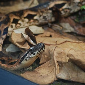 Malagasy tree boa