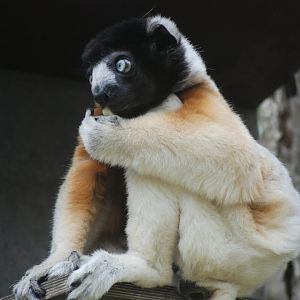 Crowned sifaka