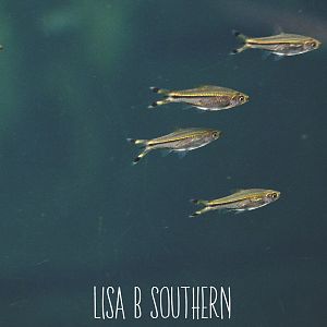 Scissortail rasboras