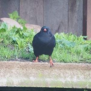 Red-billed chough (Pyrrhocorax pyrrhocorax), 2022-10-19