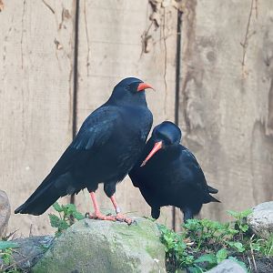 Red-billed chough (Pyrrhocorax pyrrhocorax), 2022-10-19