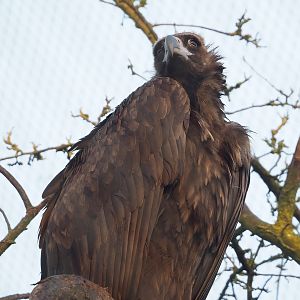 Cinereous vulture (Aegypius monachus), 2022-10-19