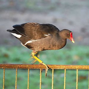 Wild Eurasian common moorhen (Gallinula chloropus chloropus), 2022-10-19
