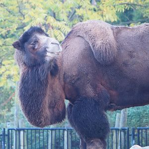 Bactrian camel (Camelus bactrianus), 2022-10-19